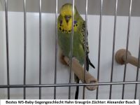 19. WS-Zuechtertreffen 005.JPG